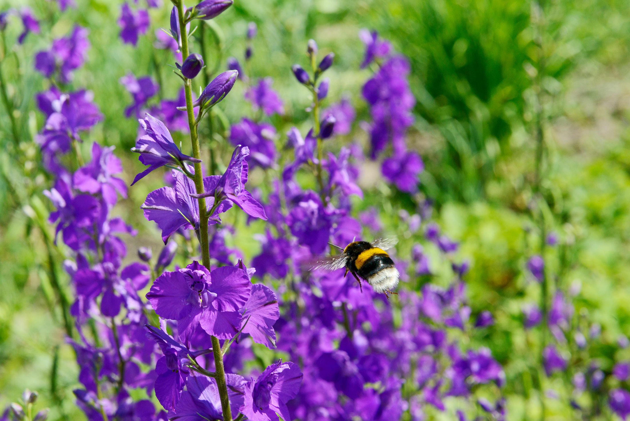 larkspur flowers bumblebee