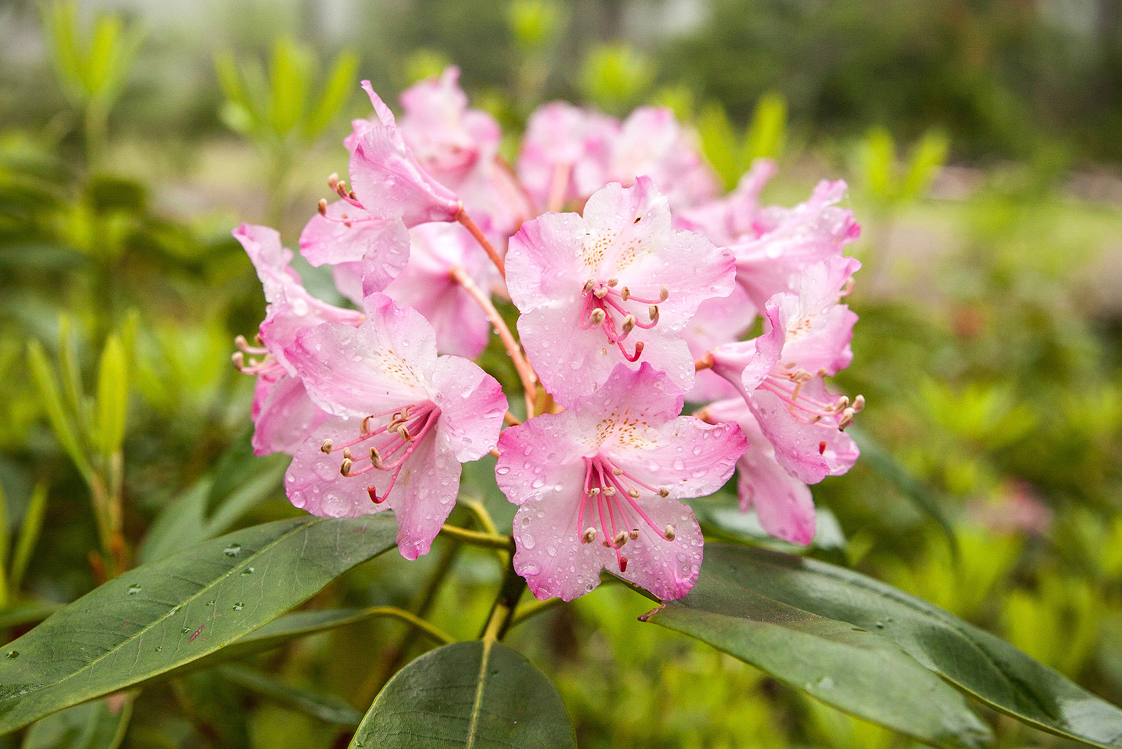 wild rhododendron flowers