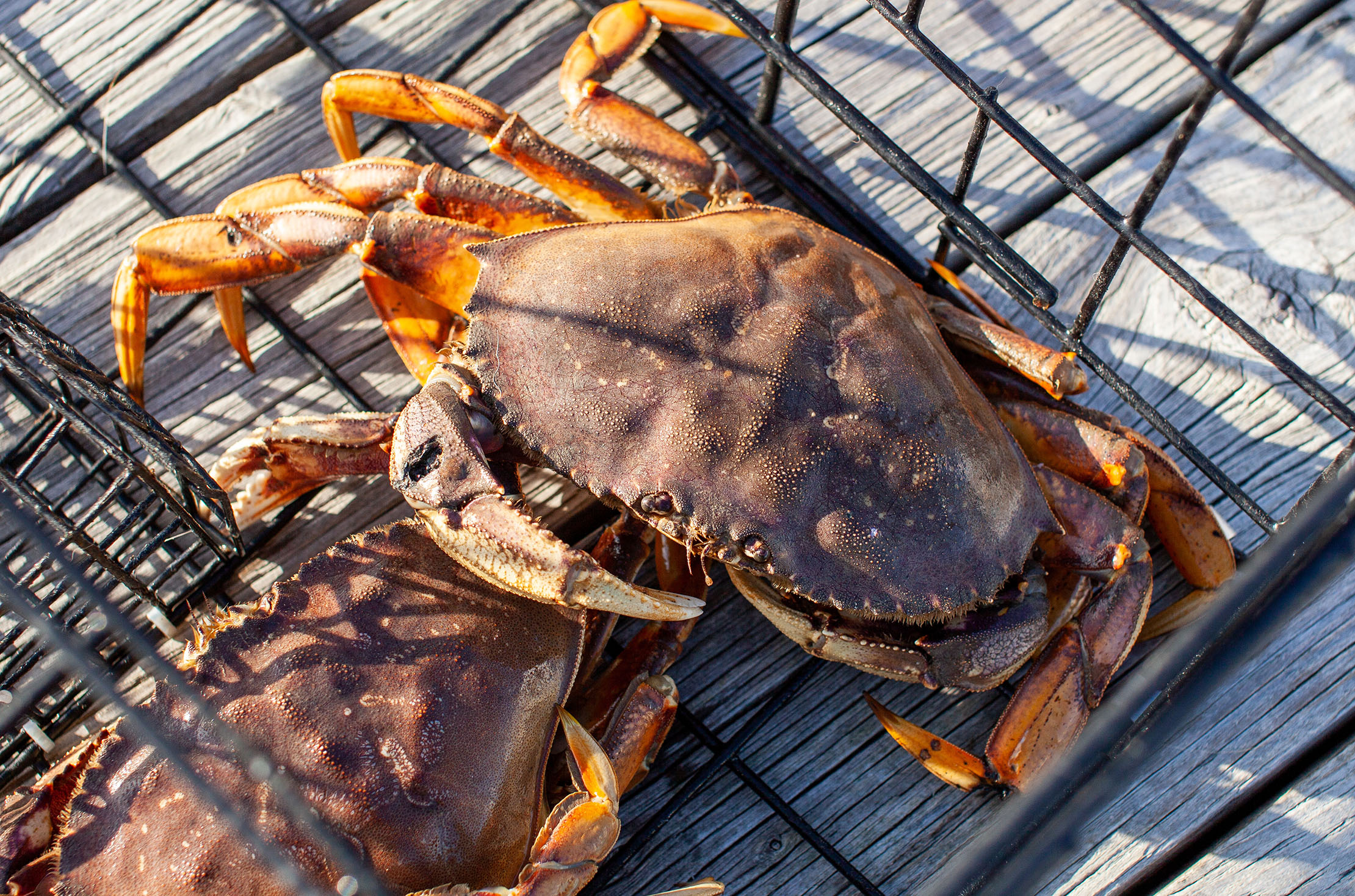 Dungeness crab
