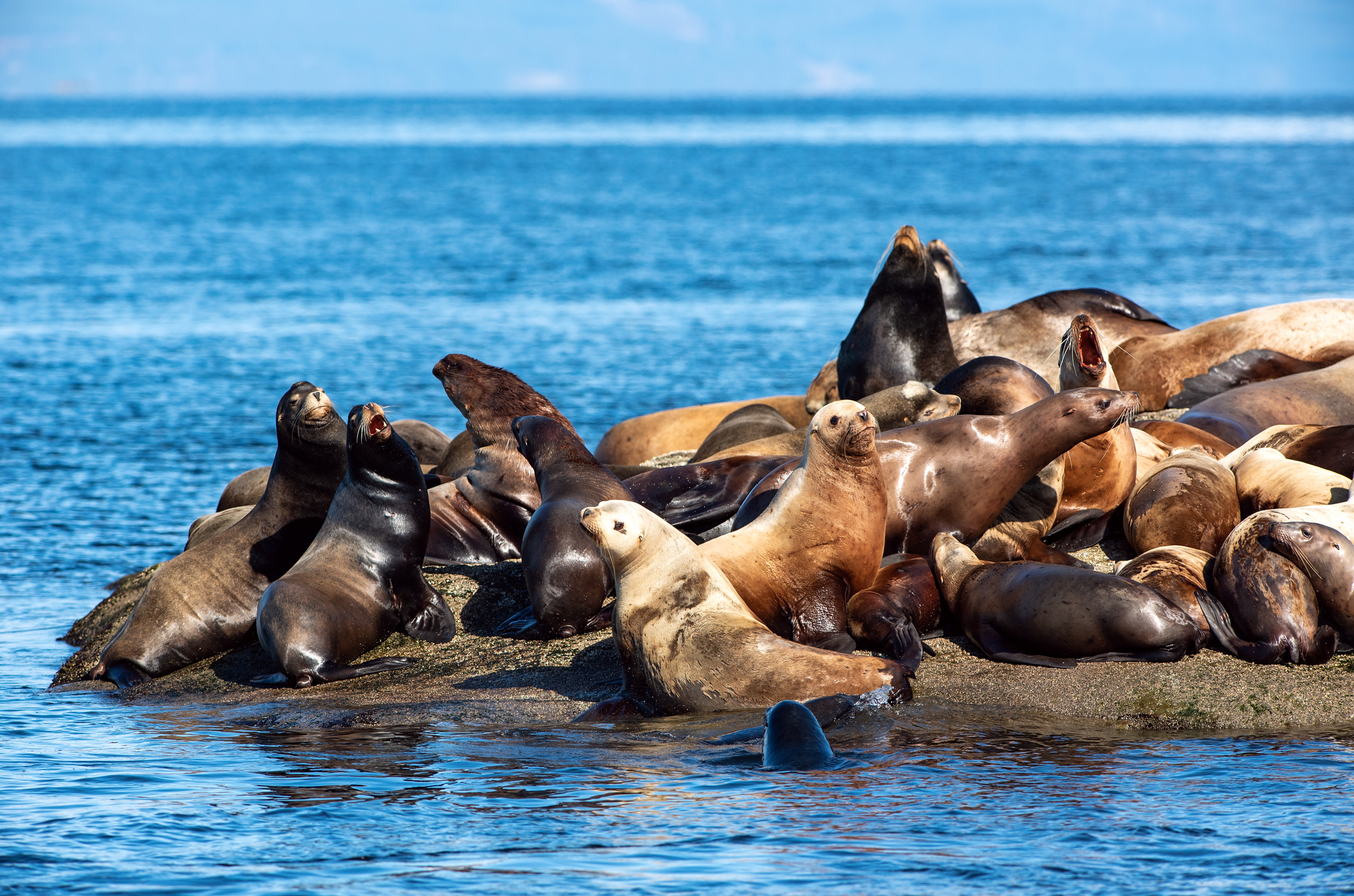 Sea Lions