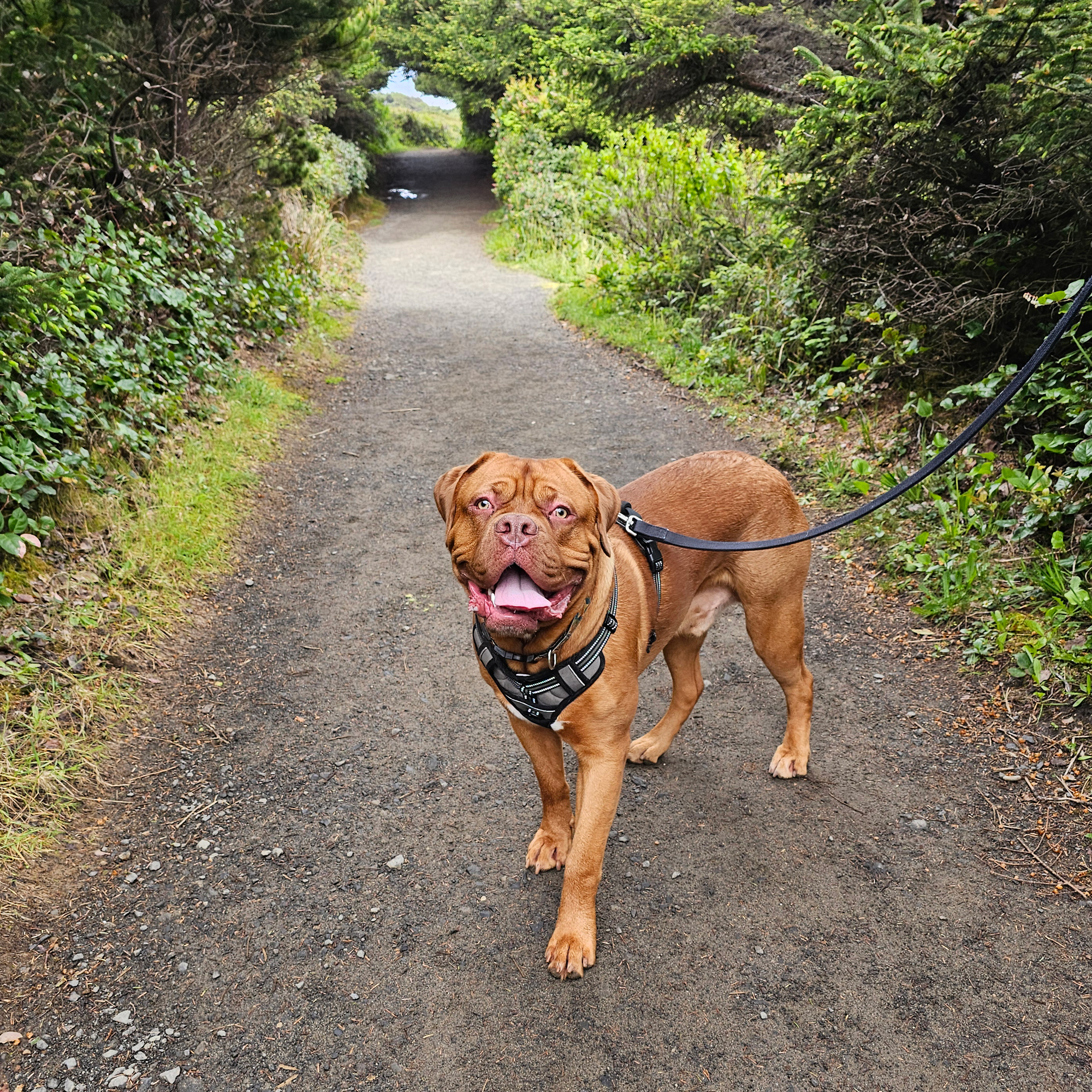 Yogi