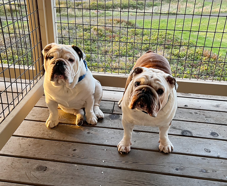 POTM-Bacon-PorkChop The Fireside Motel