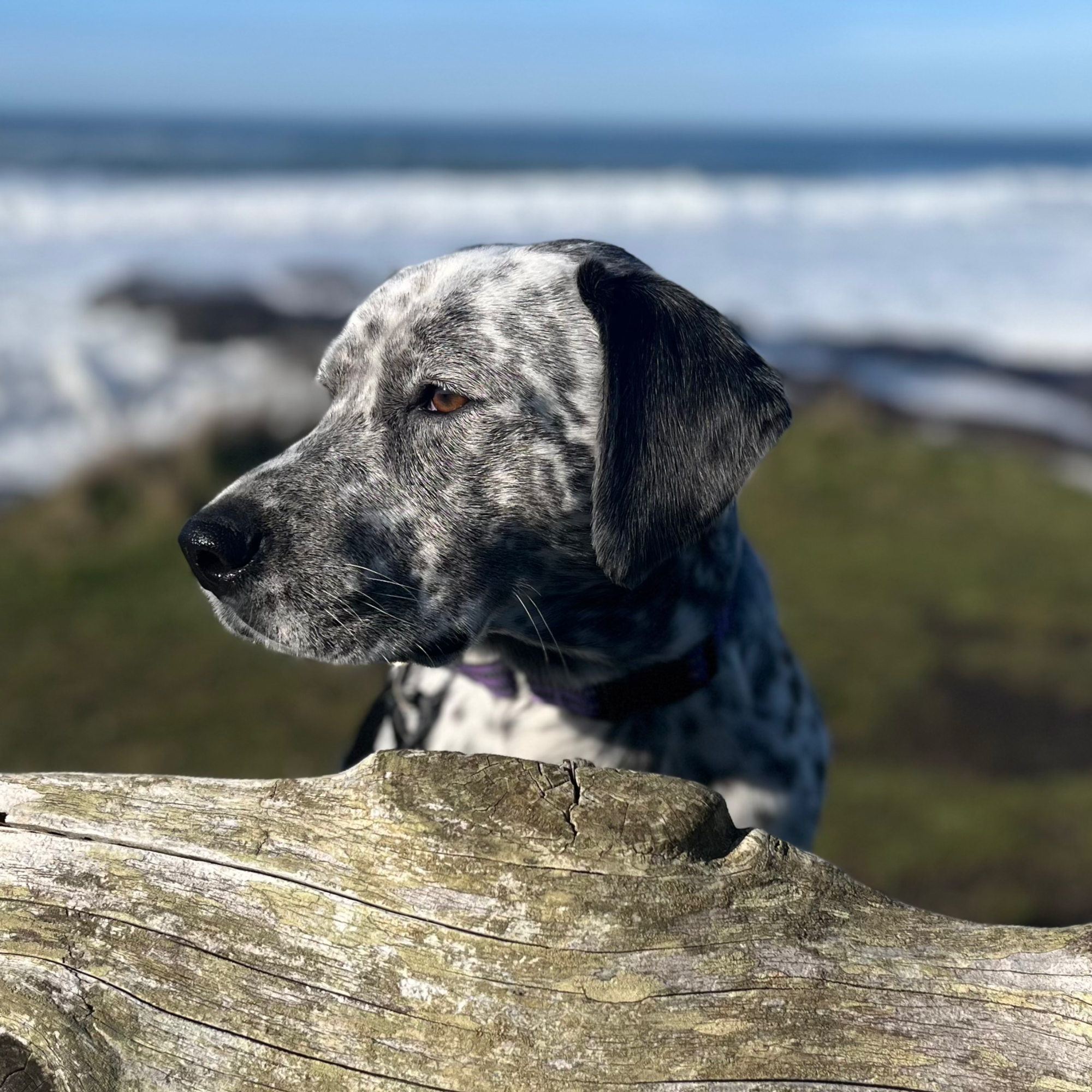 Daisy