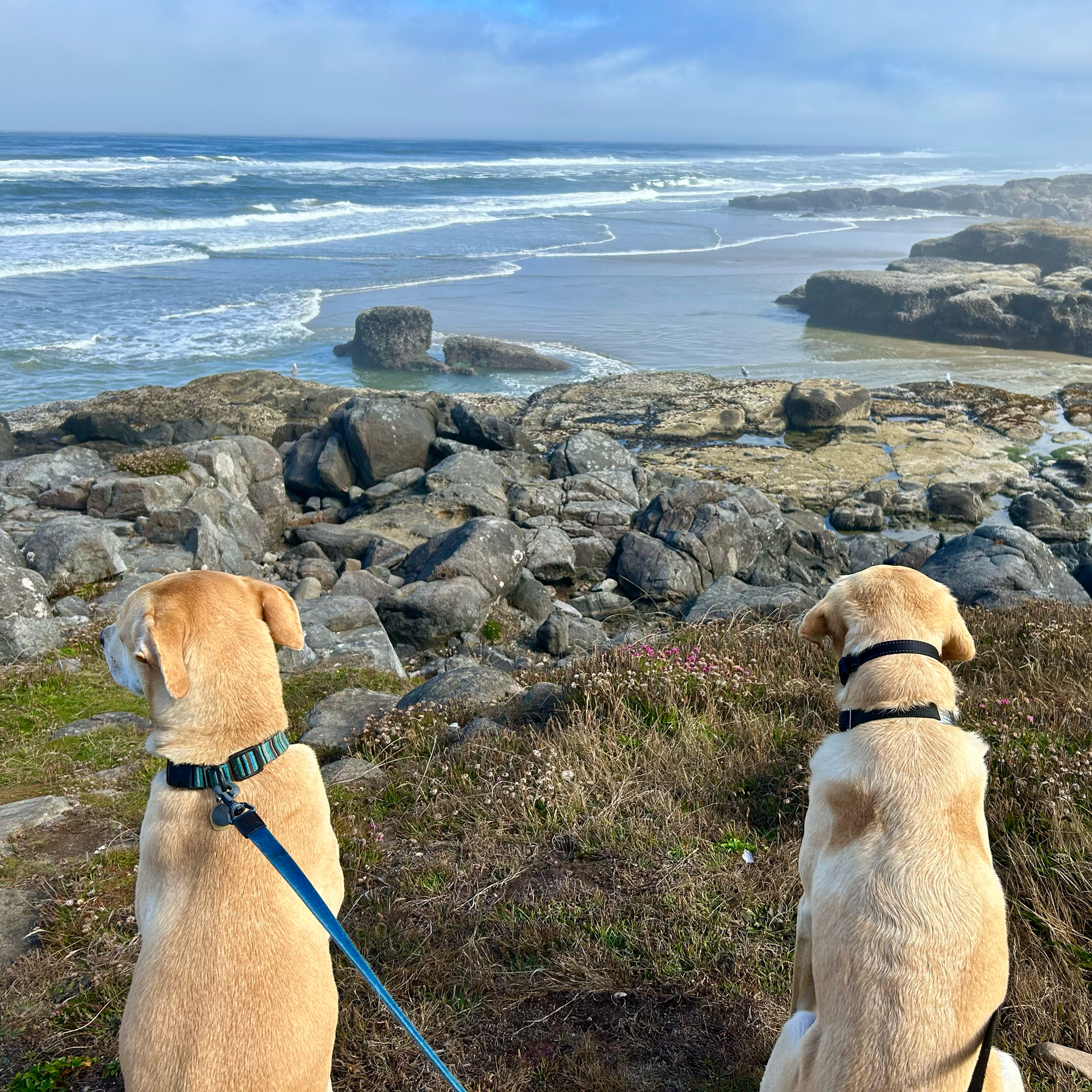 Phoebe & Madden